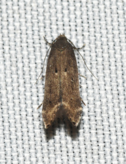 Perimede ricina