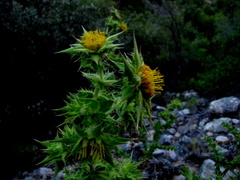 Berkheya onobromoides carlinoides