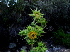 Berkheya onobromoides carlinoides