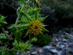 Berkheya onobromoides carlinoides