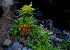 Berkheya onobromoides carlinoides