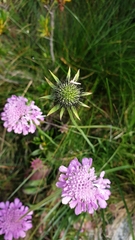 Scabiosa lucida