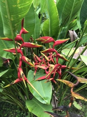 Heliconia × rauliniana