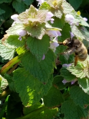 Anthophora villosula