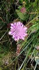 Scabiosa lucida