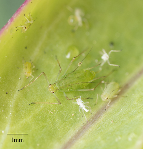 Potato Aphid photo 5