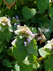 Anthophora villosula