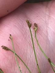 Eleocharis quinqueflora