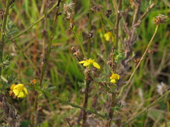 Senecio pubigerus