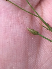 Eleocharis quinqueflora