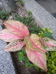 Aglaonema modestum