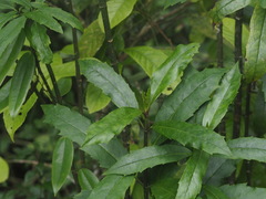 Aucuba chinensis