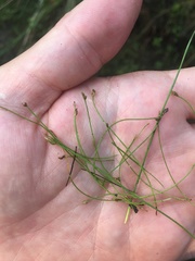 Eleocharis quinqueflora