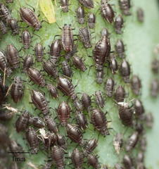 Neotoxoptera formosana