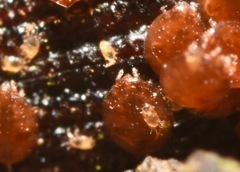 Pygmephoridae