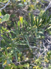 Asparagus natalensis