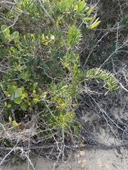 Asparagus natalensis