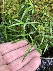 Dichanthelium lucidum