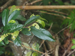 Eustigma oblongifolium