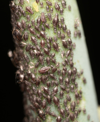 Neotoxoptera formosana