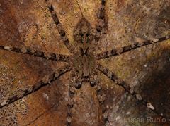 Enoploctenus cyclothorax