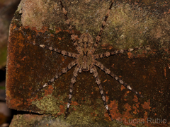 Enoploctenus cyclothorax