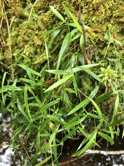 Dichanthelium lucidum