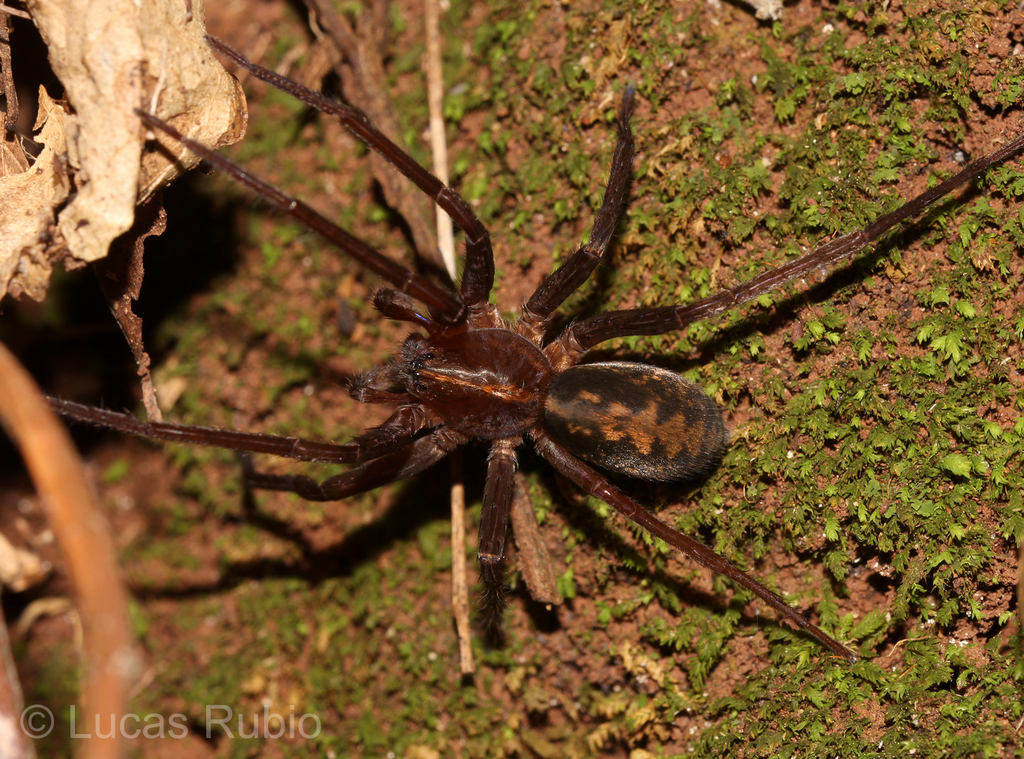 Isoctenus ordinario