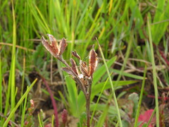 Moraea ramosissima