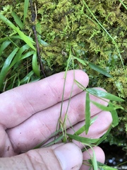 Dichanthelium lucidum