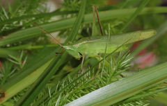 Neoconocephalus retusus