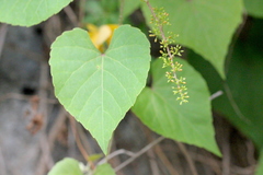 Vitis balansana