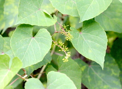 Vitis balansana