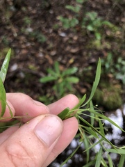 Dichanthelium lucidum
