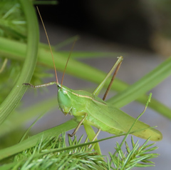 Neoconocephalus retusus