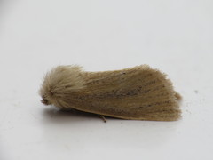 Denticucullus pygmina