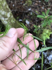 Dichanthelium lucidum
