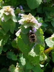 Anthophora villosula