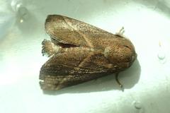 Quasithosea obliquistriga