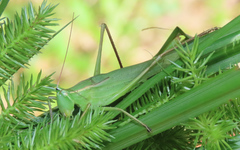 Neoconocephalus retusus
