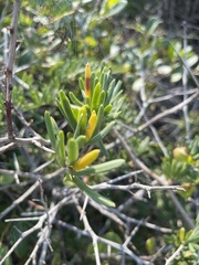 Asparagus natalensis