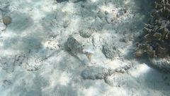 Sparisoma chrysopterum