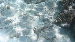 Sparisoma chrysopterum