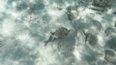 Sparisoma chrysopterum