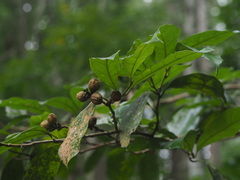 Eustigma oblongifolium