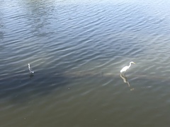 Egretta caerulea × thula