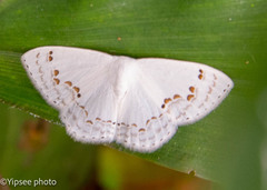 Teldenia specca