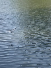 Egretta caerulea × thula