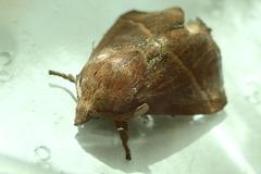 Quasithosea obliquistriga