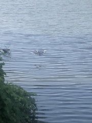 Egretta caerulea × thula